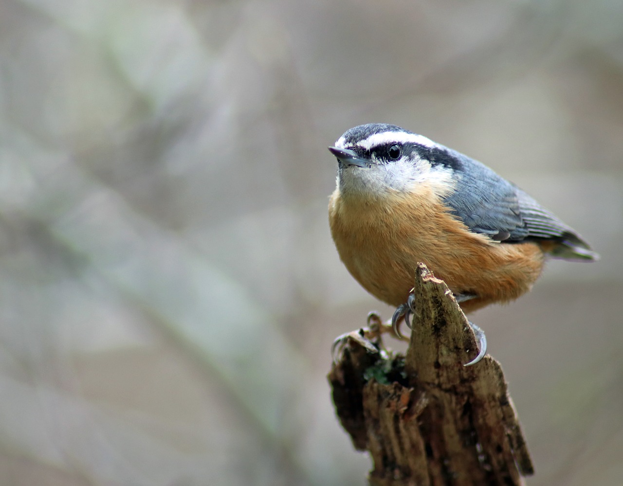 Laukinė Gamta,  Paukštis,  Gamta,  Gyvūnas,  Lauke,  Raudona Krūtinėlė,  Nuthatch,  Be Honoraro Mokesčio, Nemokamos Nuotraukos,  Nemokama Licenzija