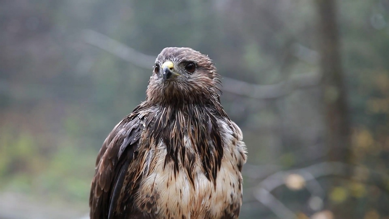 Laukinė Gamta,  Paukštis,  Raptoras,  Gamta,  Grobis,  Gyvūnas,  Erelis,  Plėšrūnas,  Laukiniai,  Lauke