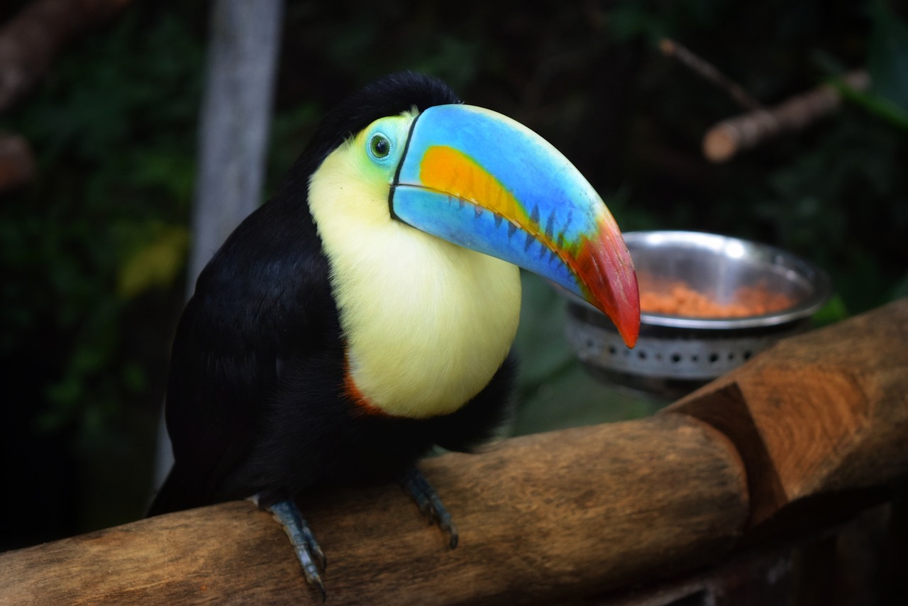 Laukinė Gamta,  Lauke,  Mediena,  Paukštis,  Gamta,  Gyvūnas,  Atogrąžų,  Maistas,  Toucan,  Egzotiškas