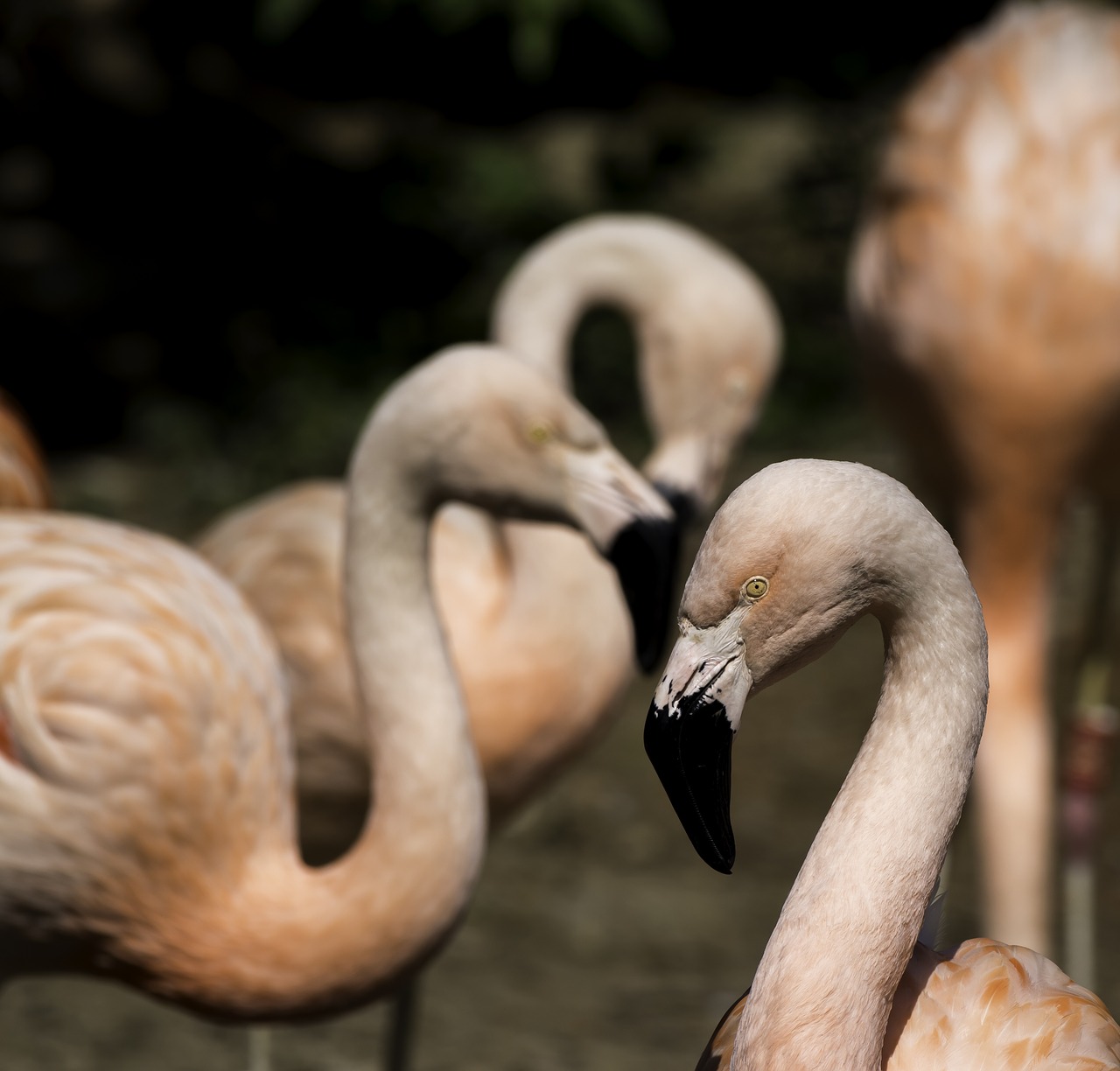 Laukinė Gamta,  Gamta,  Paukštis,  Gyvūnas,  Flamingo,  Kaklas,  Snapas,  Laukiniai,  Lauke,  Be Honoraro Mokesčio