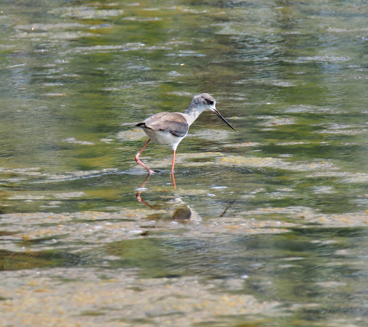 Laukinė Gamta,  Paukštis,  Kranto Bird,  Pelkės,  Gyvūnas,  Paukštis,  Pelkė,  Gamta,  Laukiniai,  Lauke