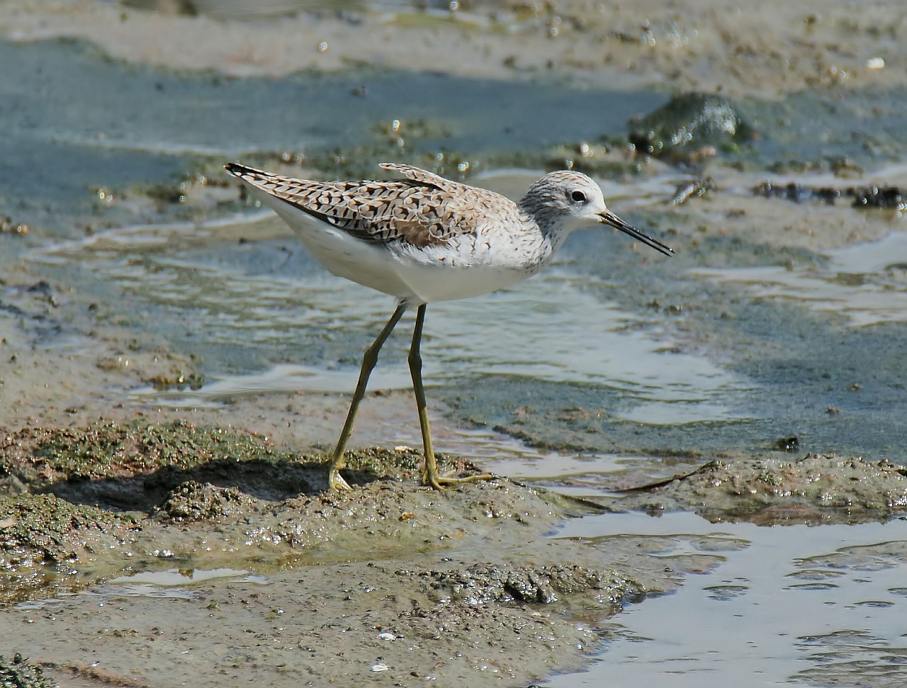 Laukinė Gamta,  Gamta,  Paukštis,  Vanduo,  Lauke,  Kranto Bird,  Pelkės,  Laukiniai,  Kriaušė,  Migruojantis