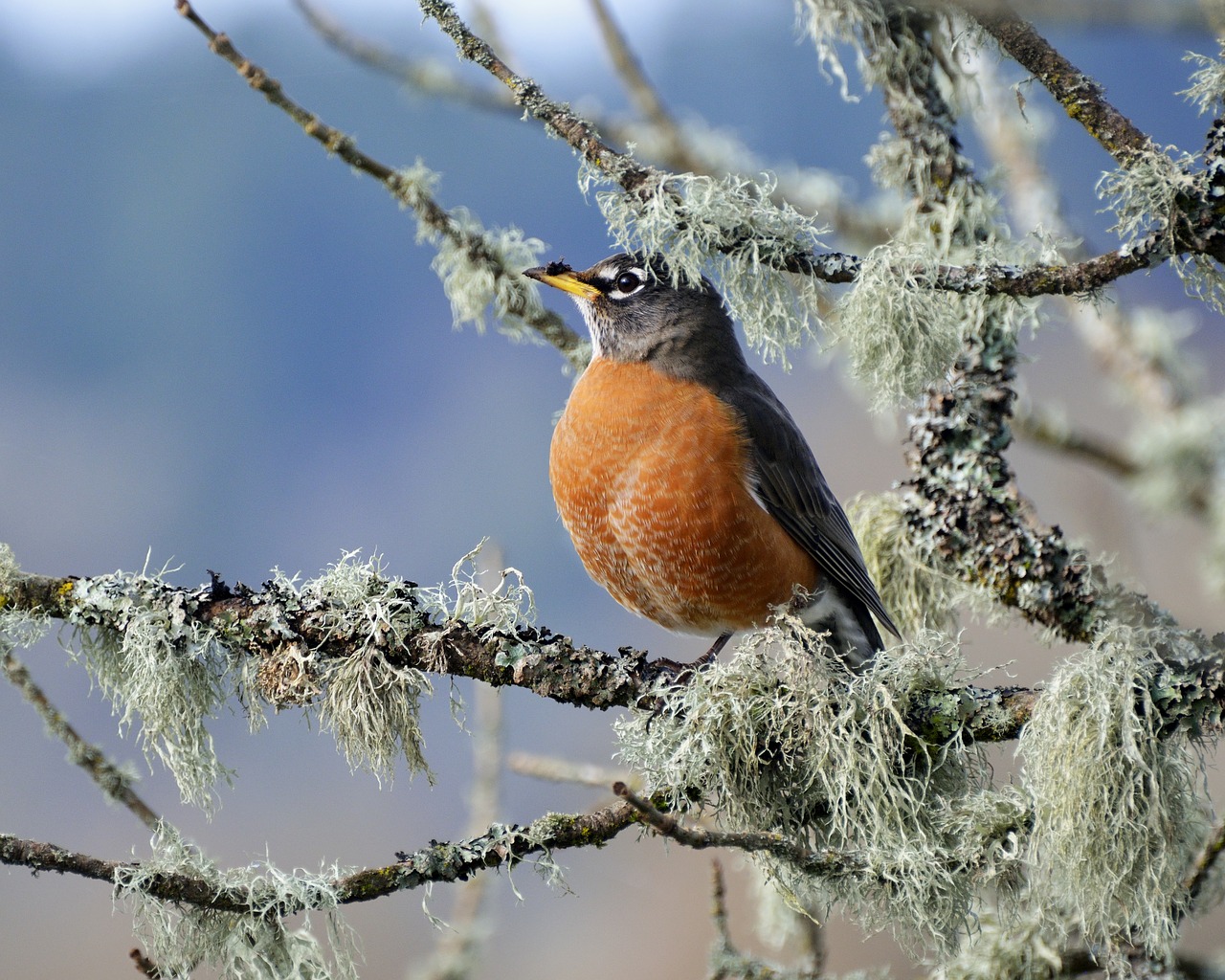 Gyvūnijos,  Paukštis,  Pobūdį,  Gyvūnas,  Songbird,  Robin,  Pavasaris,  Laukinių,  Ornitologijos,  Turdus Migratorius