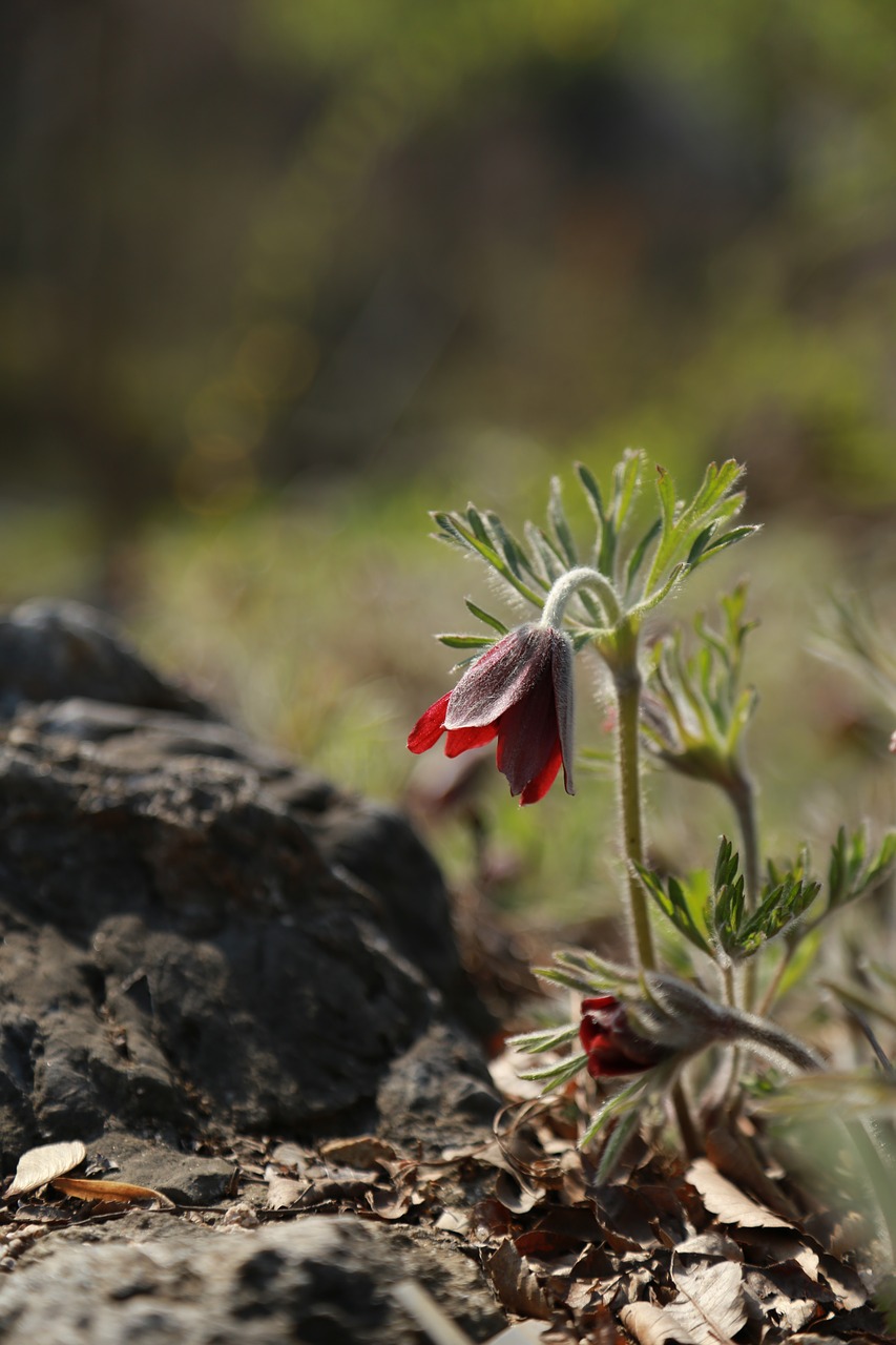 Gyvūnijos,  Laukiniai Augalai,  Pobūdį,  Augalai,  Lauke,  Gėlės,  Kai Kurie Žmonės Ne,  Pritvirtinti,  Laukinių,  Wildflower