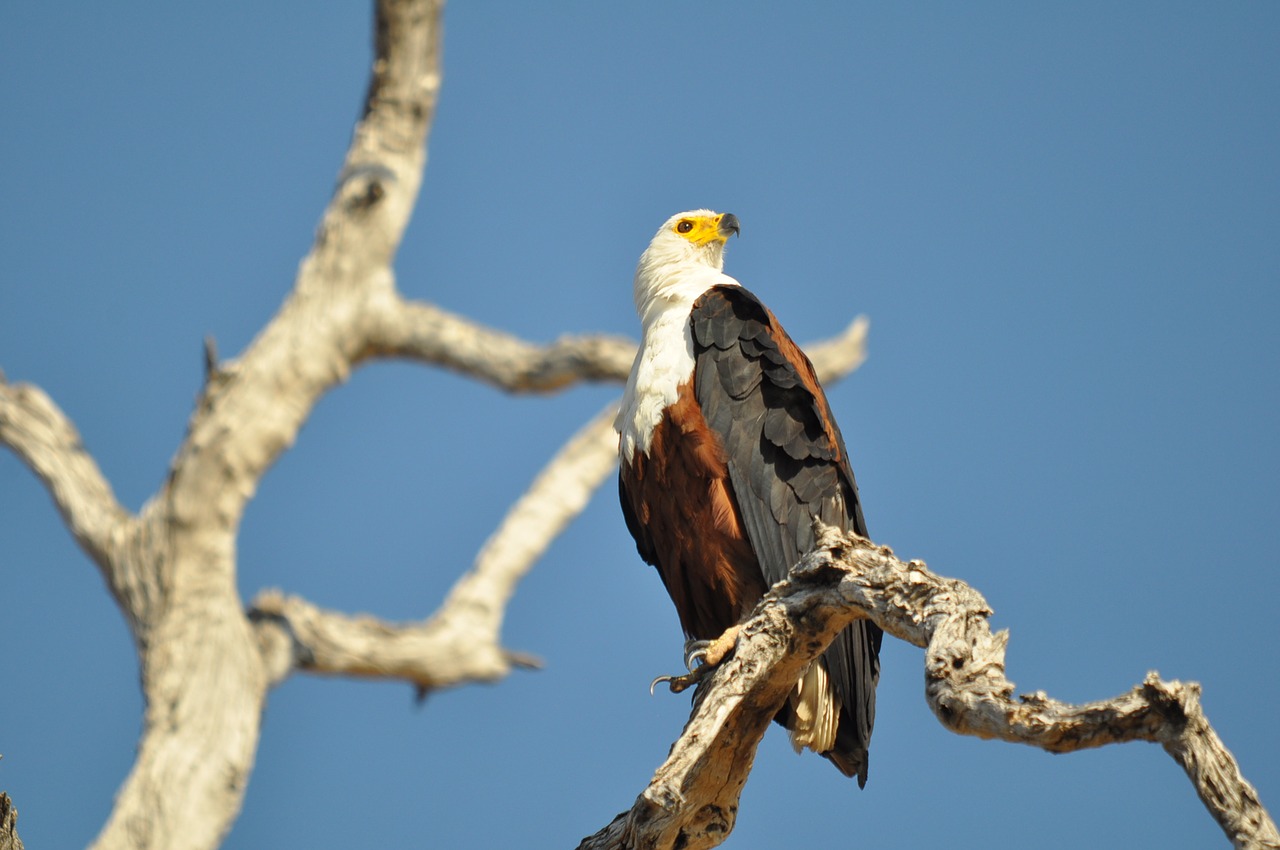 Gyvūnijos,  Paukštis,  Pobūdį,  Lauke,  Raptor,  Gyvūnas,  Eagle,  Sparnas,  Laukinių,  Dangus