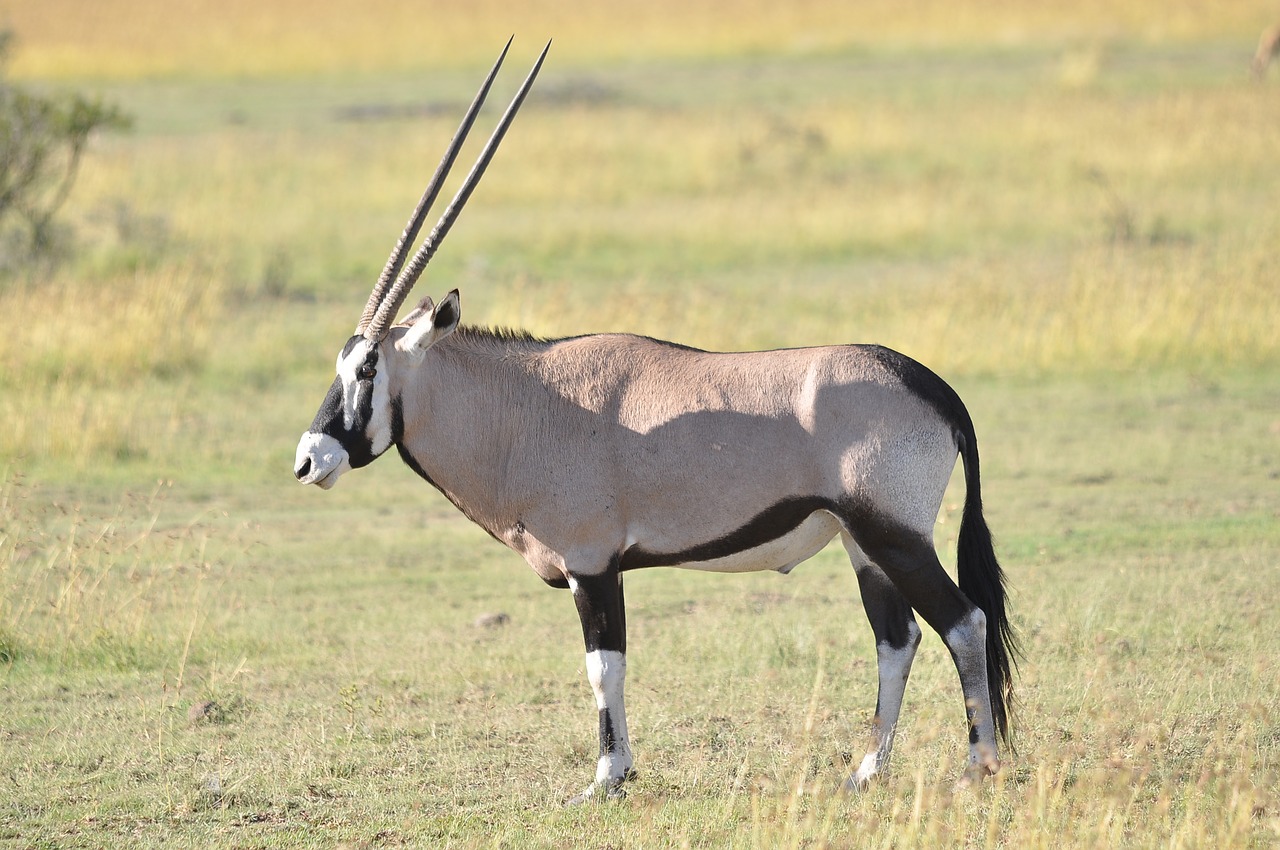 Gyvūnijos,  Žinduolis,  Gyvūnas,  Antilopė,  Žolė,  Oryx,  Pobūdį,  Laukinių,  Afrikoje,  Natūralus