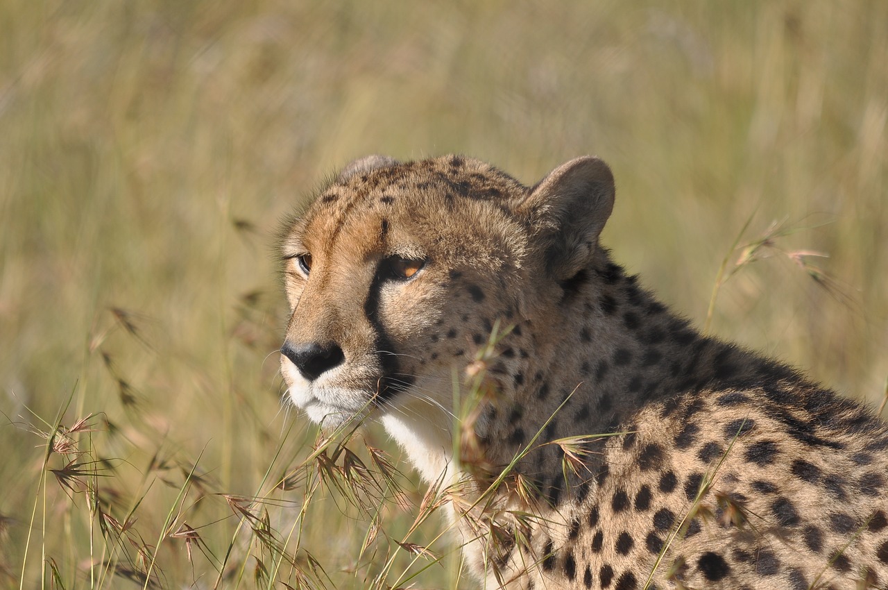 Gyvūnijos,  Žinduolis,  Pobūdį,  Katė,  Gyvūnas,  Gepardas,  Lauke,  Žolė,  Predator,  Hunter