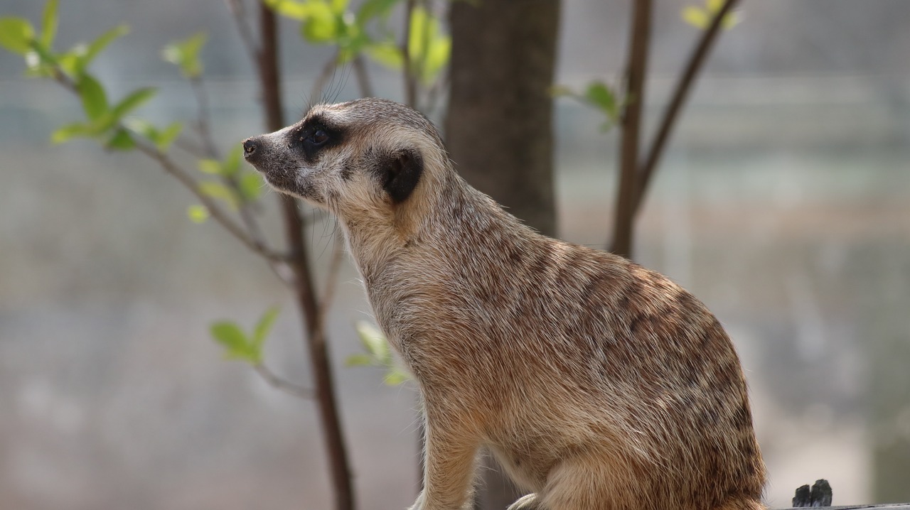 Gyvūnijos,  Pobūdį,  Žinduoliai,  Gyvūnas,  Mielas,  Zoologijos Sodas, Nemokamos Nuotraukos,  Nemokama Licenzija