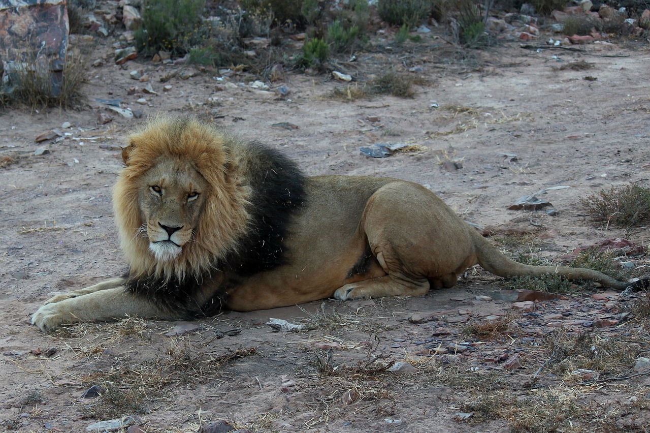 Gyvūnijos,  Pobūdį,  Žinduoliai,  Lauko,  Liūtas,  Big Five,  Predator,  Pietų Afrika,  Laukiniai Gyvūnai,  Safari