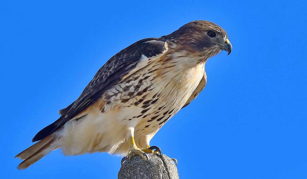 Gyvūnijos,  Paukštis,  Pobūdį,  Gyvūnas,  Raptor, Nemokamos Nuotraukos,  Nemokama Licenzija