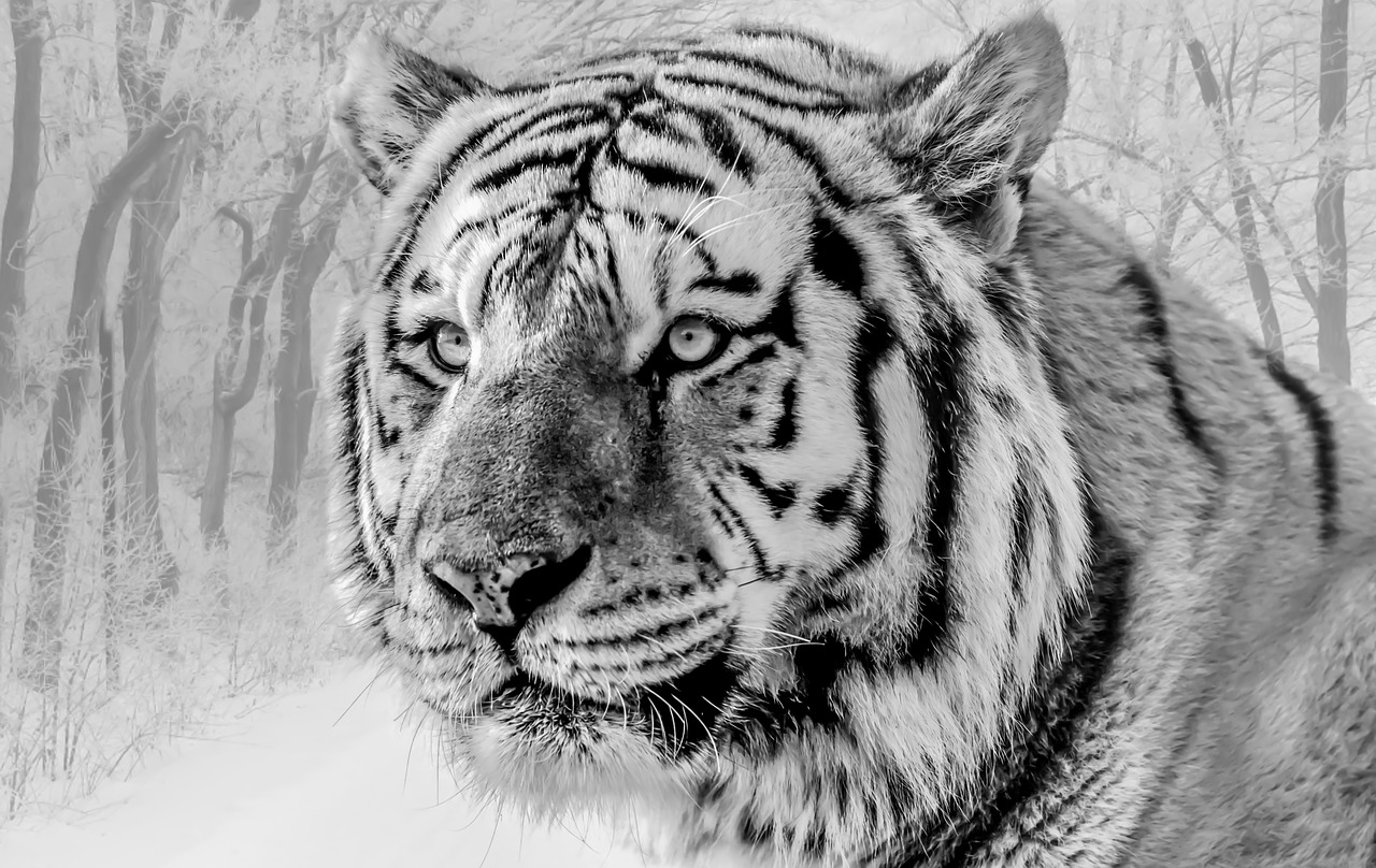 Gyvūnijos,  Tigras,  Sibiro Tigras,  Sniegas,  Juoda Ir Balta,  Predator,  Kačių,  Dryžuotas, Nemokamos Nuotraukos,  Nemokama Licenzija