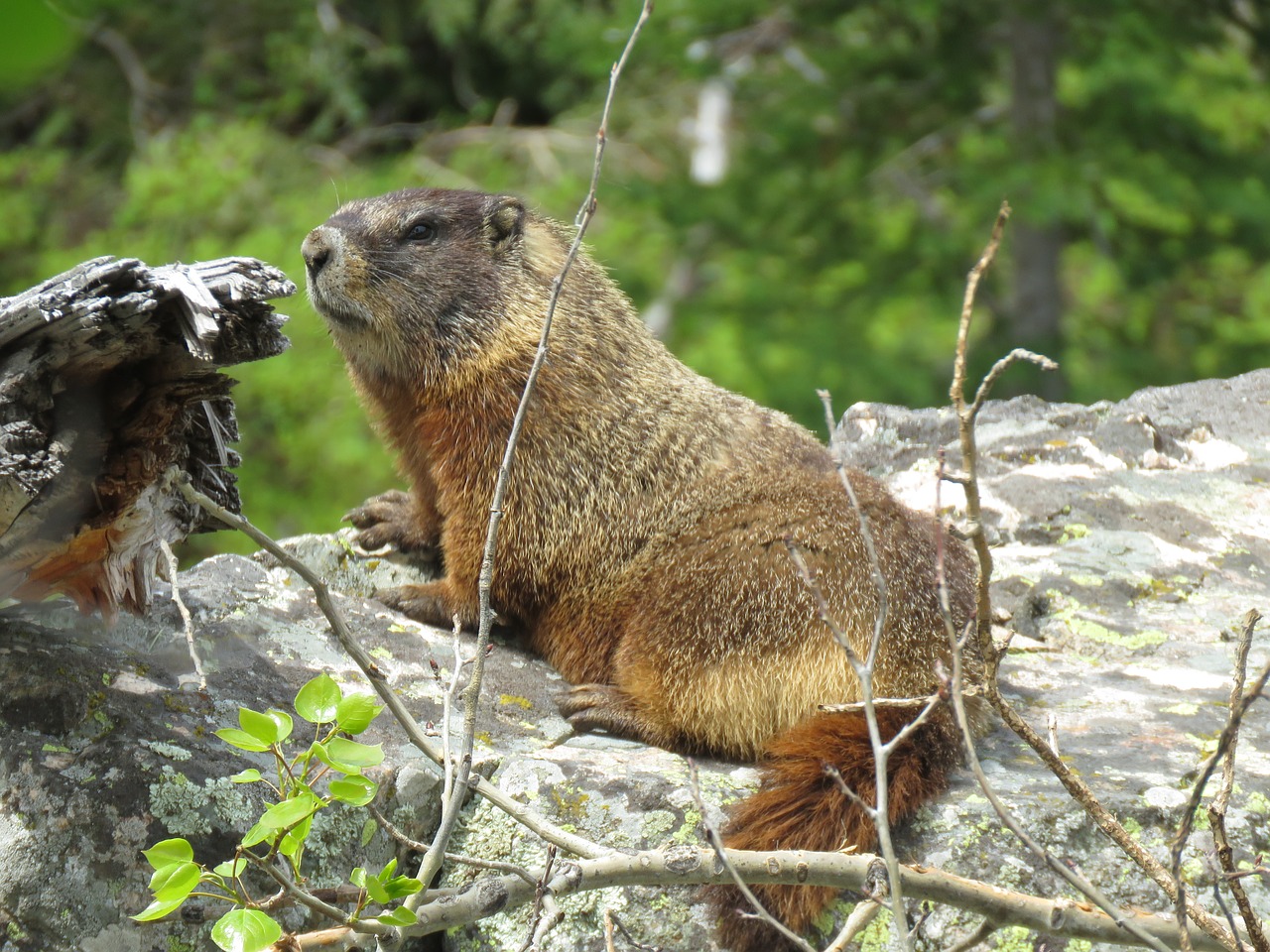 Gyvūnijos,  Graužikų,  Marmottes,  Žygiai,  Vajomingas, Nemokamos Nuotraukos,  Nemokama Licenzija