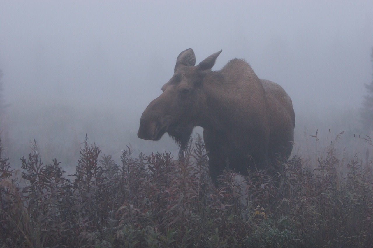 Gyvūnijos,  Briedis,  Alaska,  Mammalia, Nemokamos Nuotraukos,  Nemokama Licenzija