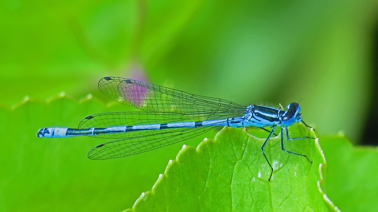 Laukinė Gamta, Gražus, Mėlynas, Iš Arti, Damselfly, Lazda, Žalias, Vabzdys, Vabzdžių Fotografija, 2015 M. Birželio Mėn .