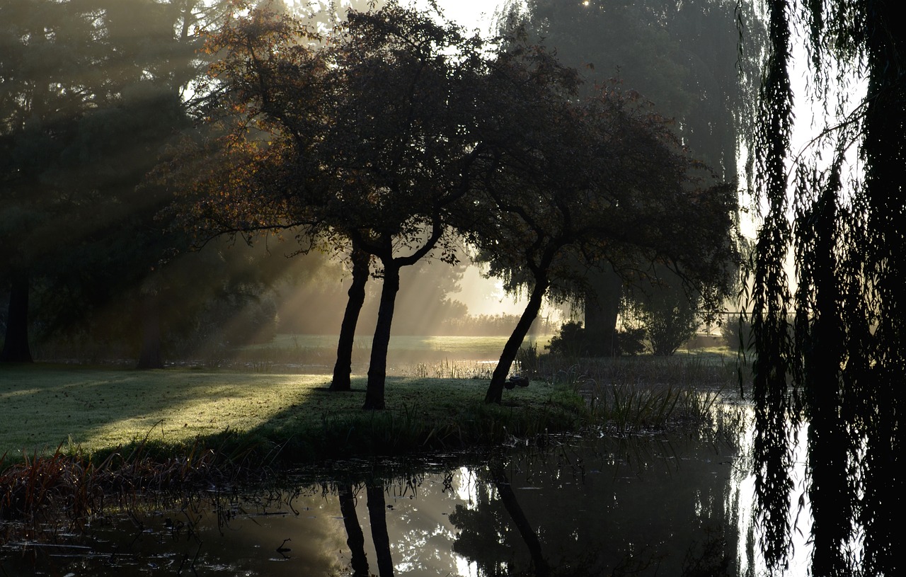 Wilhelminapark, Migla, Saulės Spinduliai, Daugiau, Nemokamos Nuotraukos,  Nemokama Licenzija