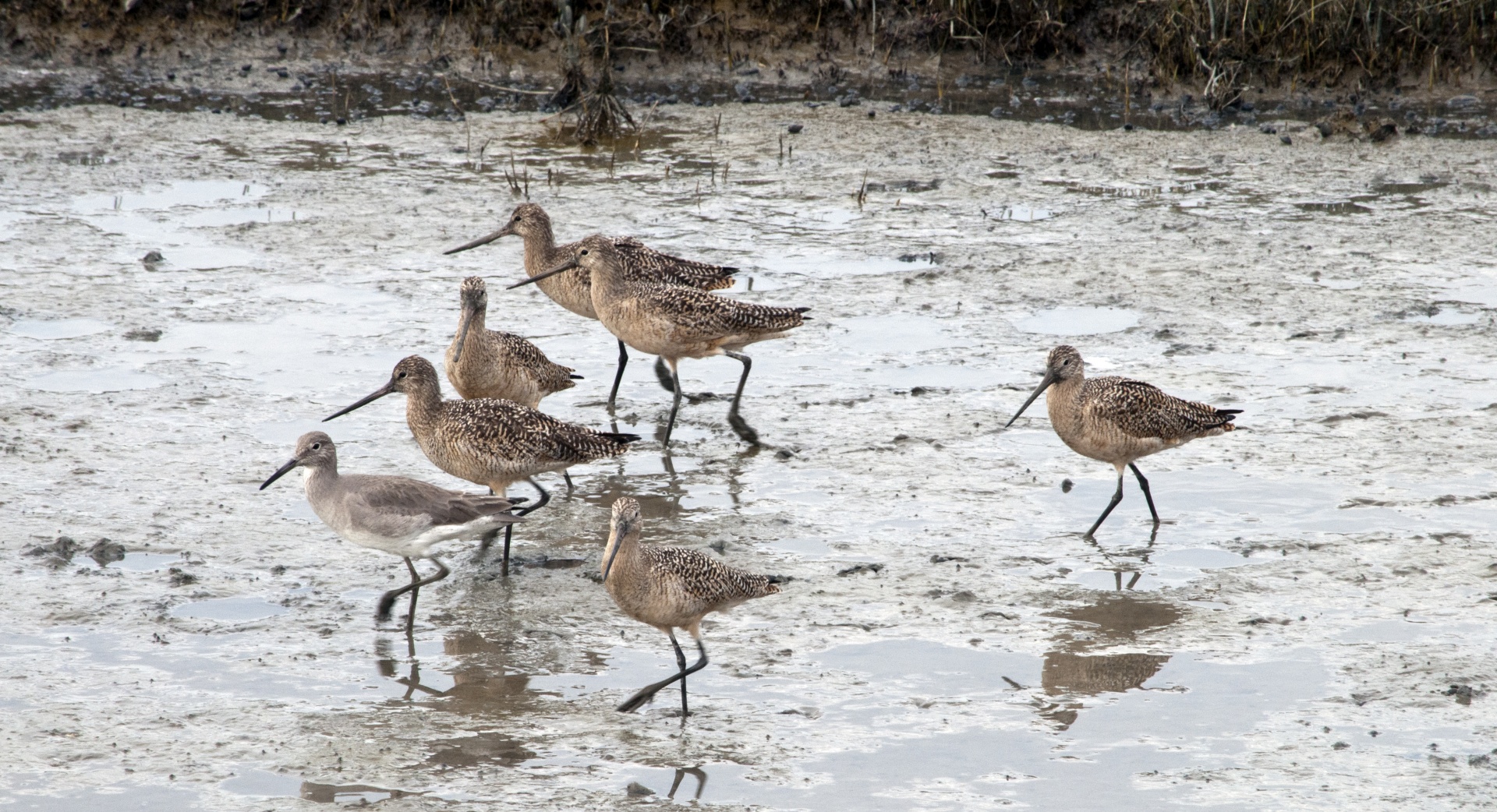 Pelkė,  Šlapynes,  Vilnos,  Willets,  Paukštis,  Paukščiai,  Willets, Nemokamos Nuotraukos,  Nemokama Licenzija