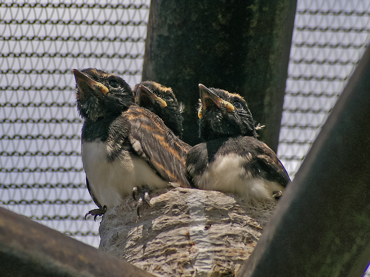 Willie Wagtails, Viščiukai, Lizdas, Jaunas, Paukščiai, Rhidipura Leucorphys, Kūdikiai, Nestlings, Trys, Laukiniai