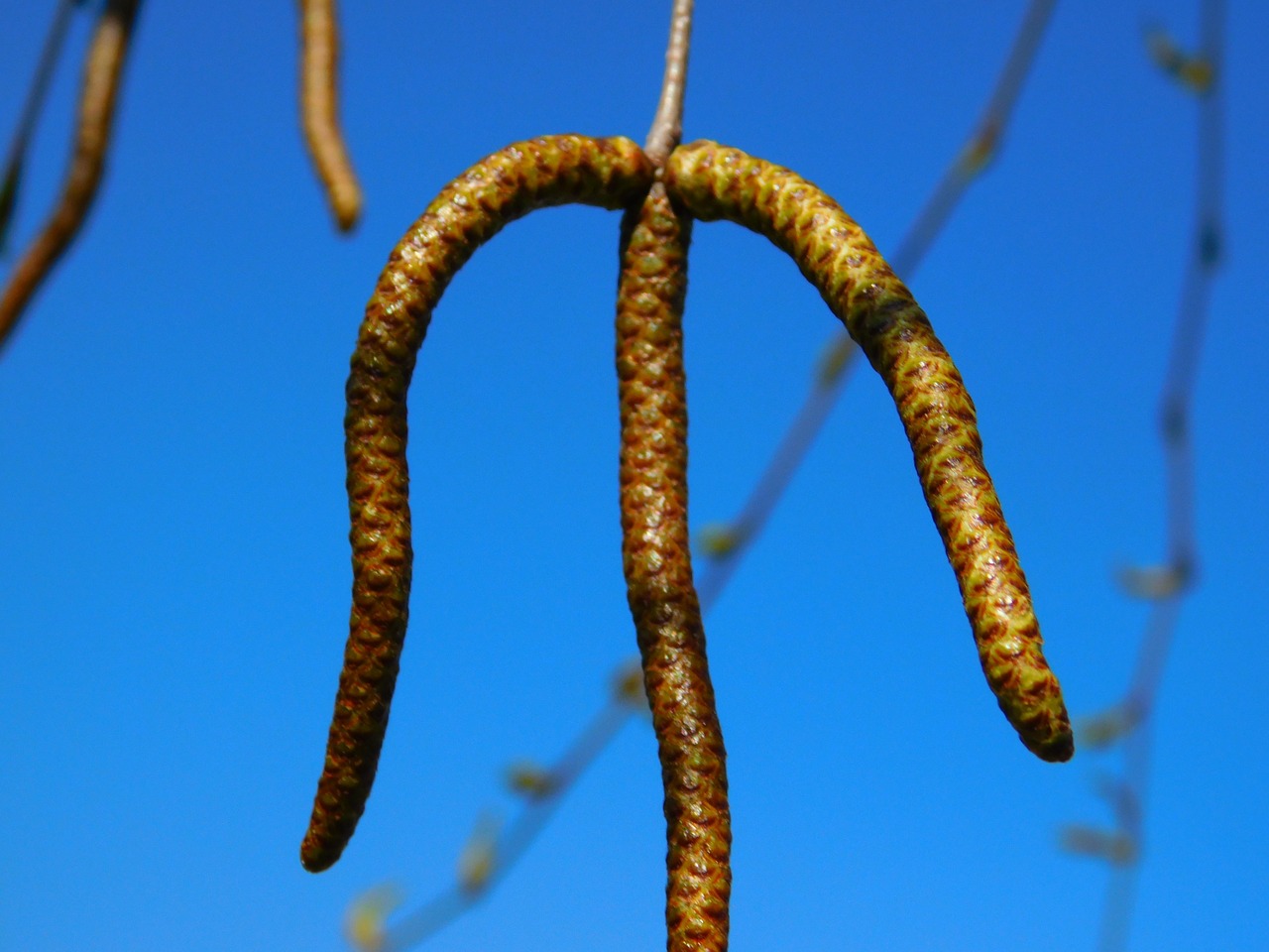 Gluosnis, Verkianti Gluosniai, Flora, Kalnas, Augalas, Gamta, Botanika, Nemokamos Nuotraukos,  Nemokama Licenzija