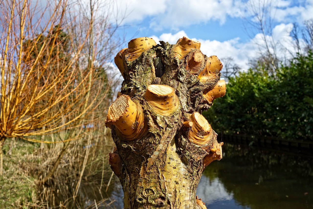 Gluosnis,  Apvaisinti,  Apkaltintas,  Auksinė Gluosnis,  Lapuočių,  Salix Alba Vitellina Britzensis,  Be Honoraro Mokesčio, Nemokamos Nuotraukos,  Nemokama Licenzija