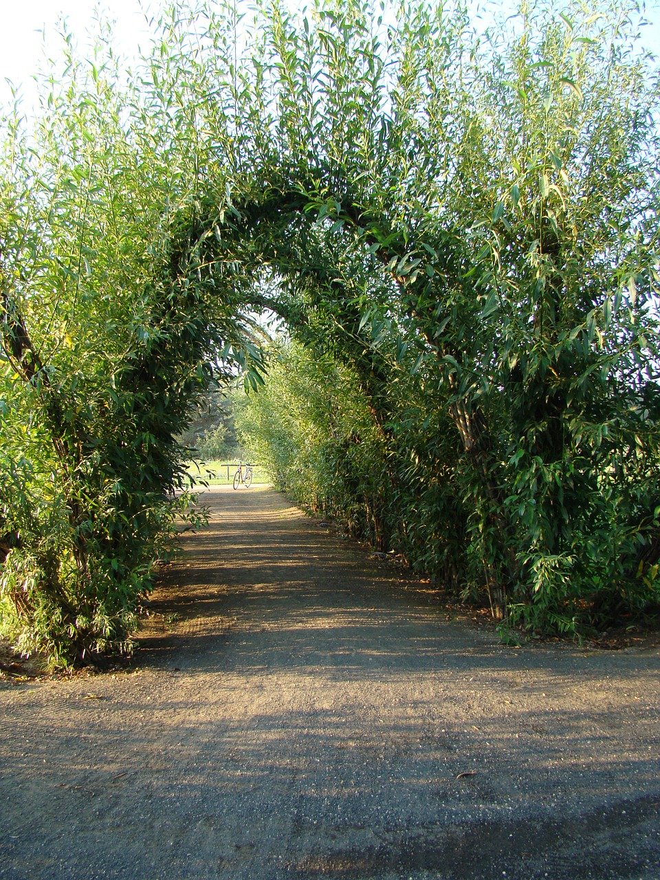 Gluosnio Katedra, Spreewald, Žalias, Augalas, Medis, Gamta, Pintys, Augti, Ganykla, Lazdelė