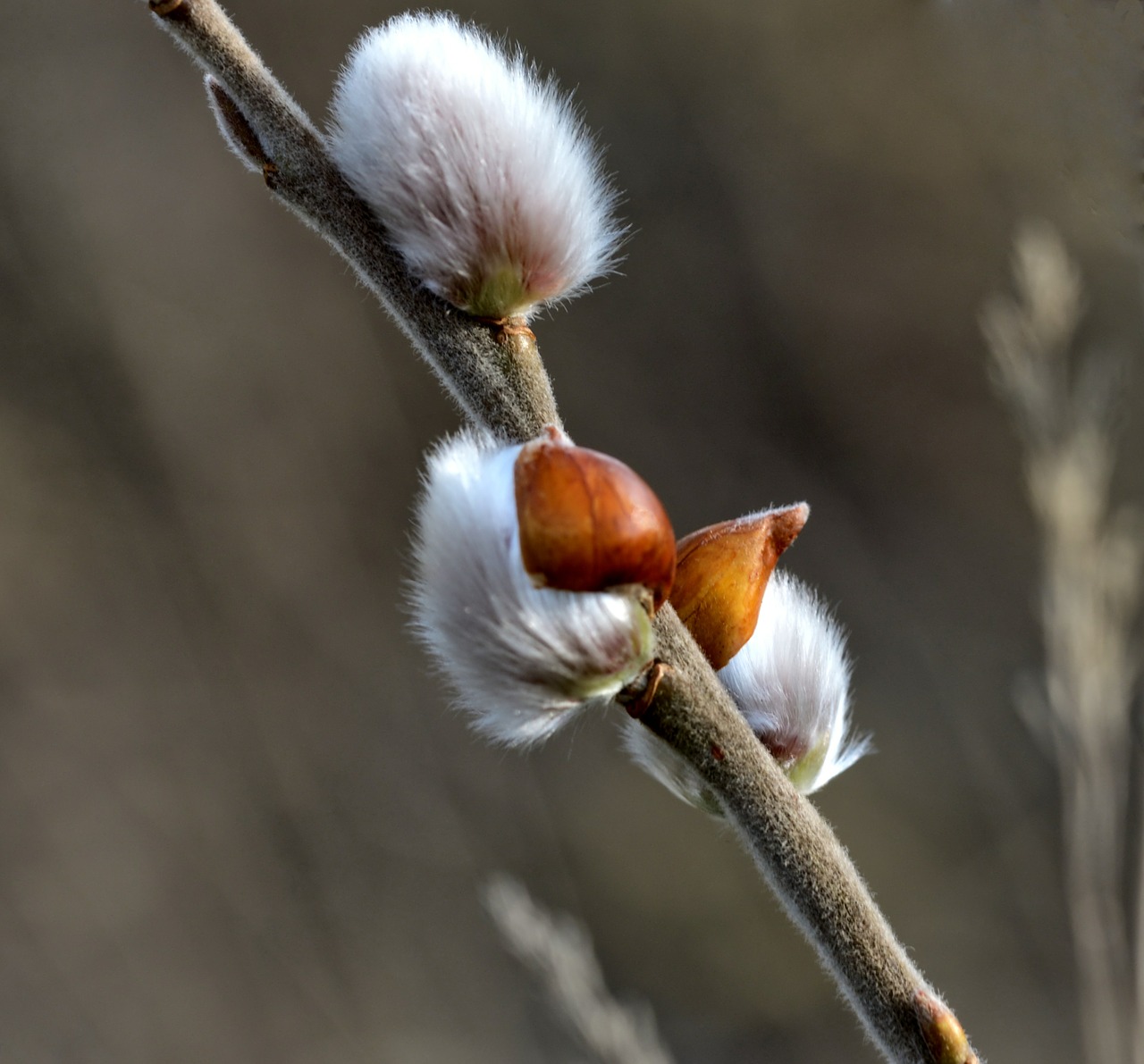 Gluosniai Kačiukai, Ganykla, Krūmas, Budas, Žiedas, Žydėti, Filialas, Kačiukas, Palmių Kačiukas, Gamta