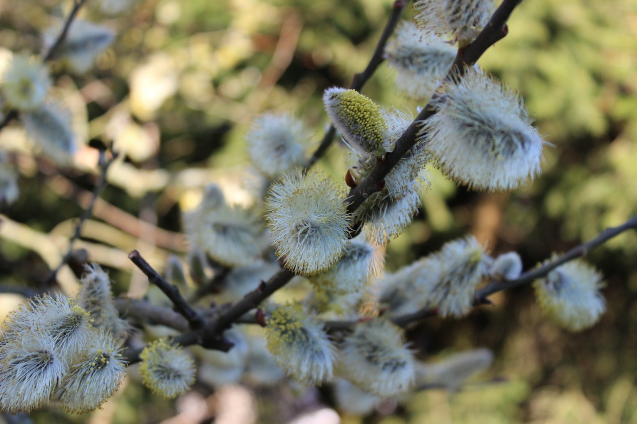 Gluosnių Catkins, Pavasaris, Sodas, Medis, Filialas, Ganykla, Nemokamos Nuotraukos,  Nemokama Licenzija