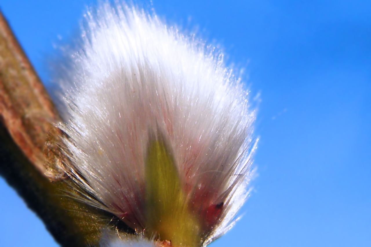 Gluosnių Catkins, Ganykla, Pavasaris, Uždaryti, Nemokamos Nuotraukos,  Nemokama Licenzija