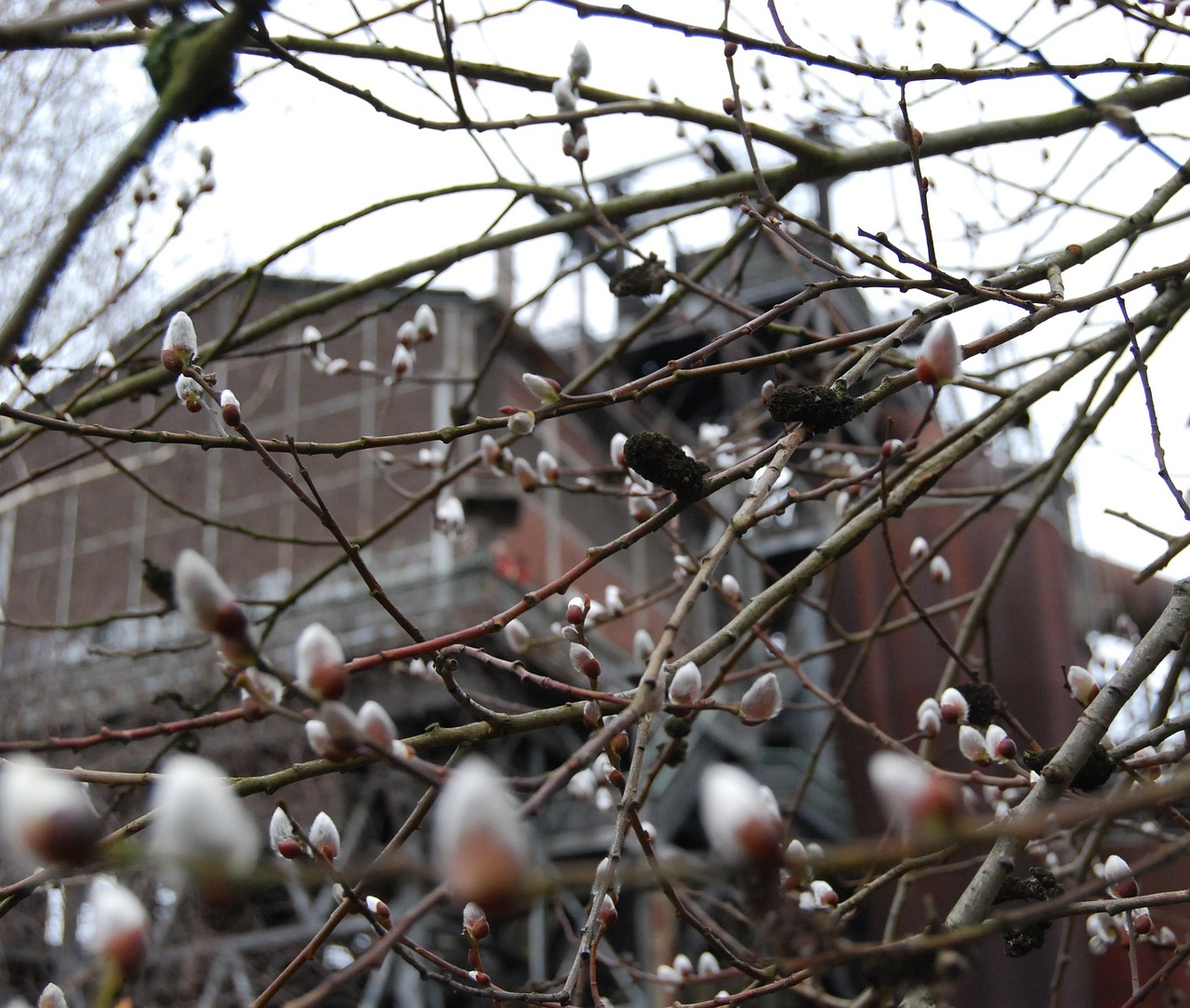 Gluosnių Catkins, Filialas, Estetinis, Augalas, Medis, Nemokamos Nuotraukos,  Nemokama Licenzija