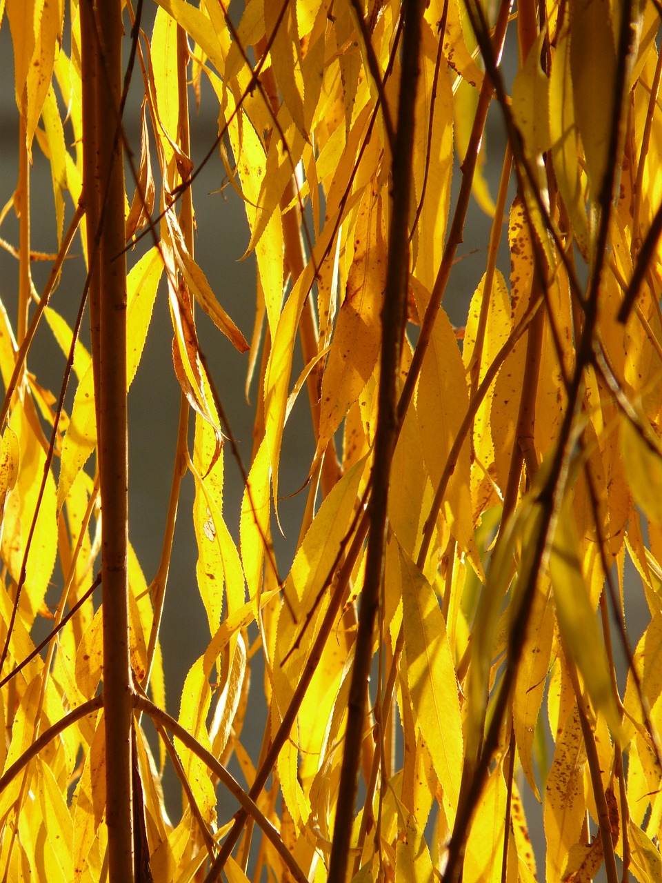 Gluosnių Lapai, Lapai, Sidabrinė Gija, Salix Alba, Ganykla, Sali, Vanduo, Dažymas, Aukso Ruduo, Auksinis Spalio Mėn .