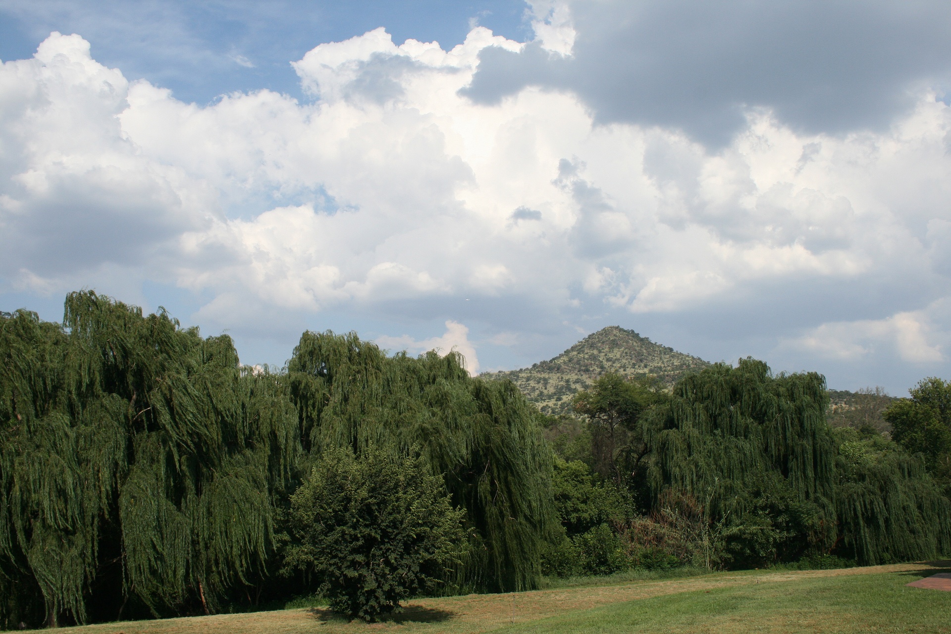 Medžiai,  Gluosniai,  Žalias,  Riverside,  Upės Vynmedžiai, Nemokamos Nuotraukos,  Nemokama Licenzija