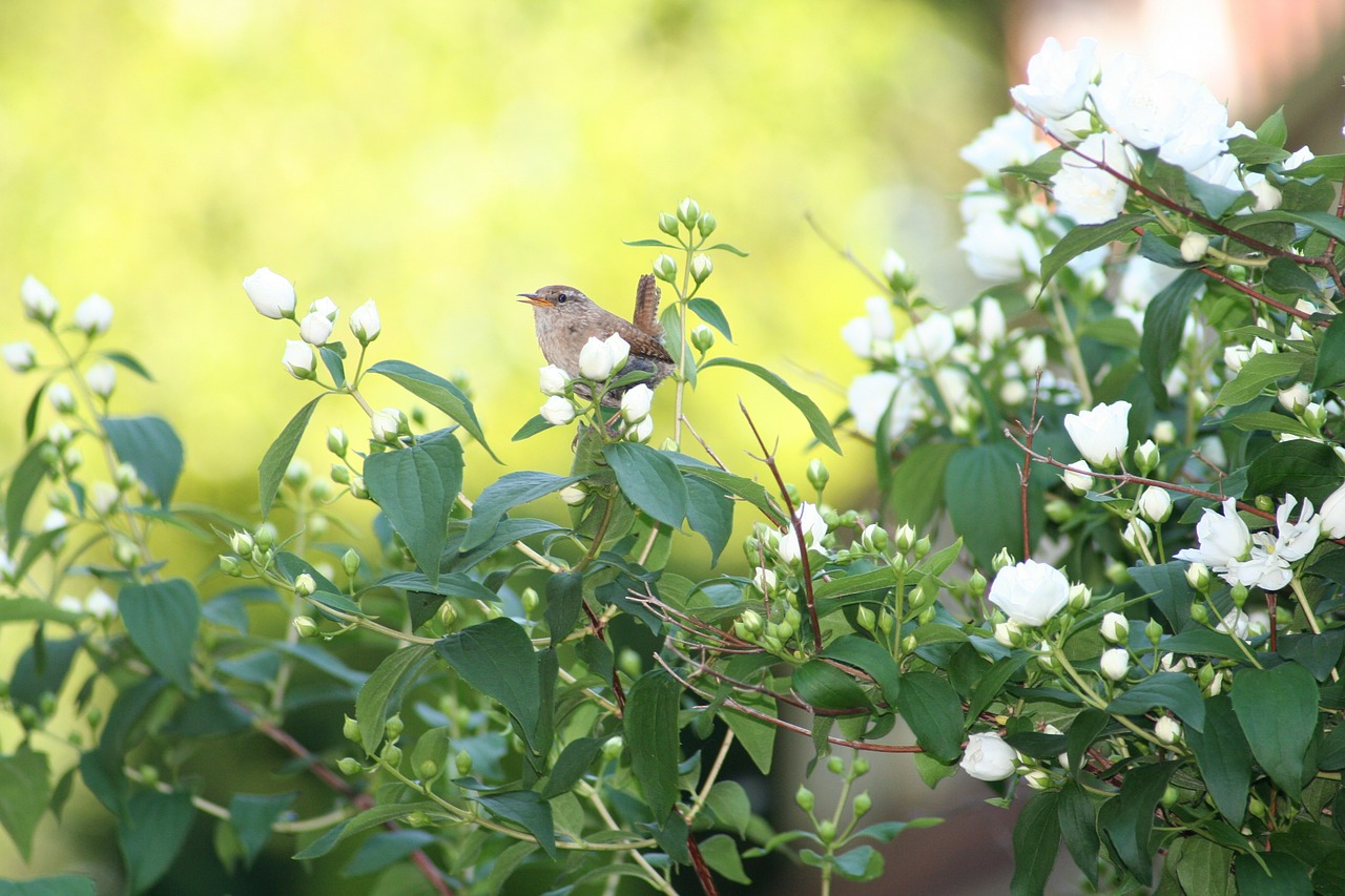 Gluosnių Raištis, Mažas Paukštelis, Sodo Paukštis, Gamta, Deutzia, Nemokamos Nuotraukos,  Nemokama Licenzija