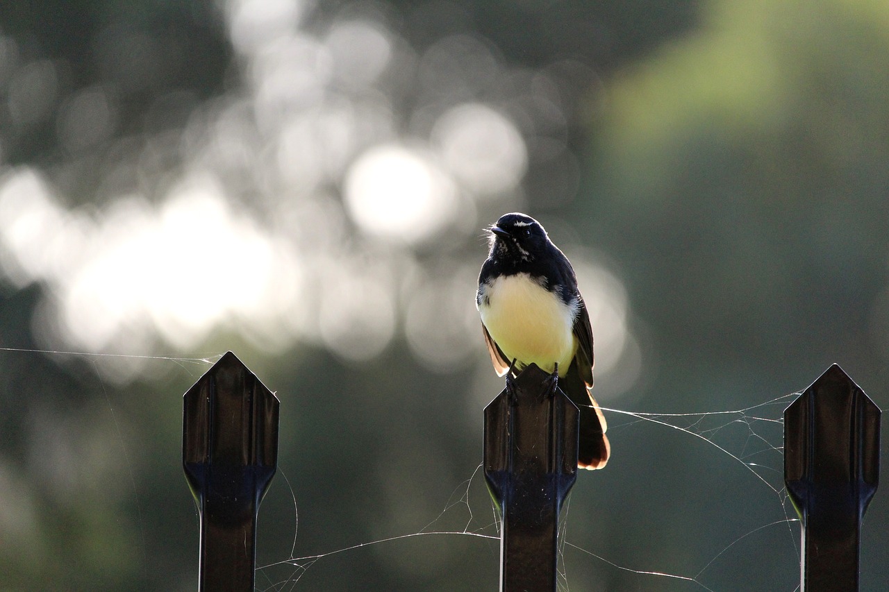 Willy, Willie, Wagtail, Tvora, Ešeriai, Sustingęs, Voratinklis, Paukštis, Juoda, Balta