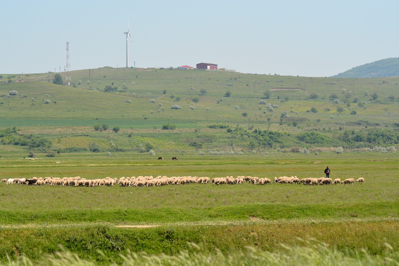 Vėjas, Avys, Žalias, Nemokamos Nuotraukos,  Nemokama Licenzija