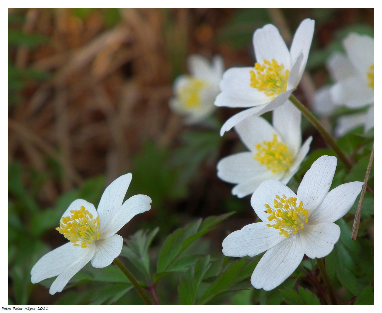 Veikia,  Gėlė,  Anemone,  Plukių,  Windflowers, Nemokamos Nuotraukos,  Nemokama Licenzija