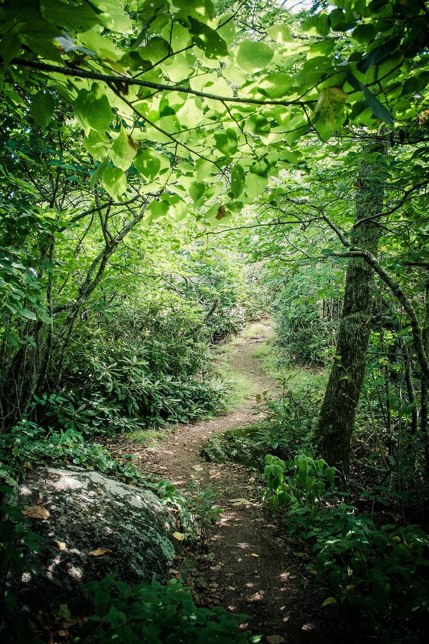 Vijimas, Miškas, Kelias, Žalias, Medžiai, Gamta, Kraštovaizdis, Medis, Lauke, Kelionė