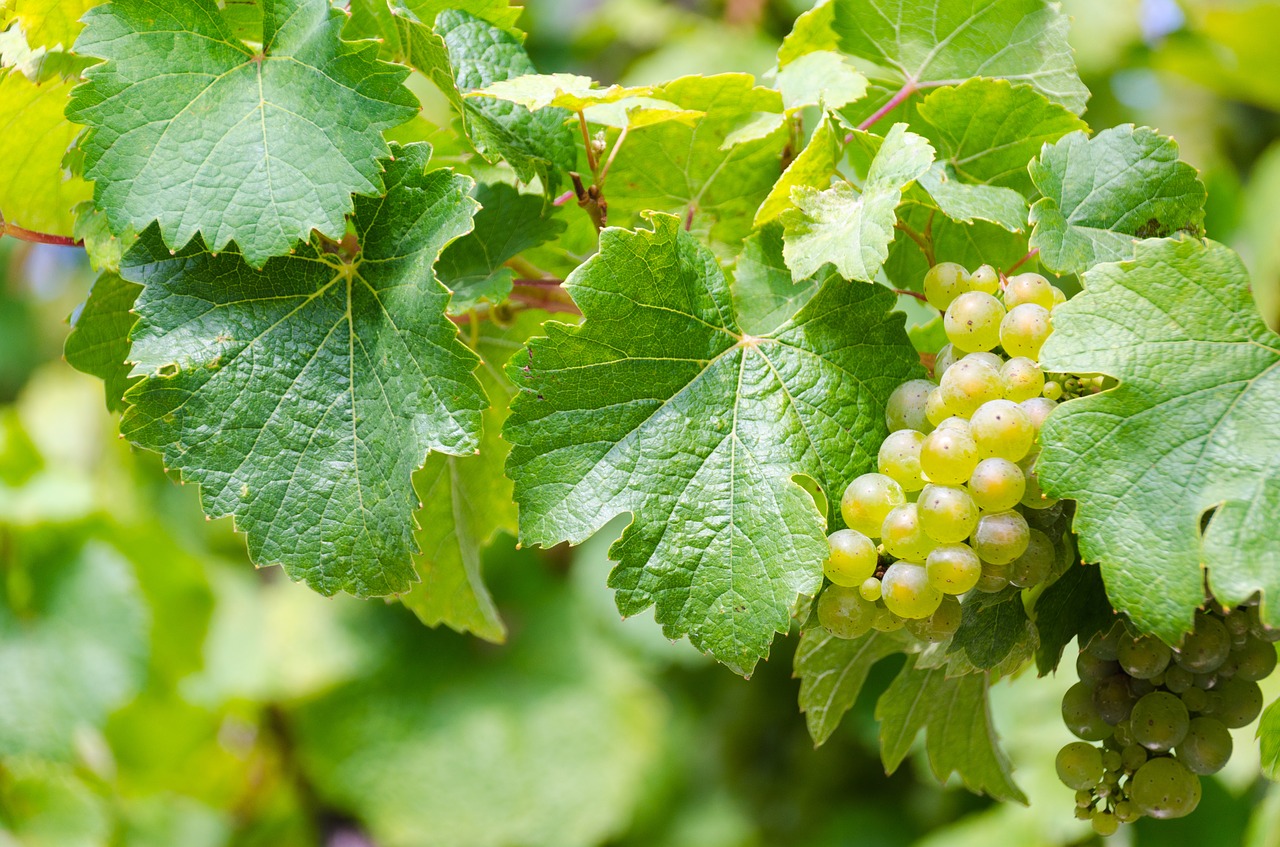 Riesling, Baltas Vynas, Vynuogių Derlius, Vynas, Vynuogynas, Vynmedis, Vynuogių Auginimas, Gamta, Vynuogė, Kraštovaizdis