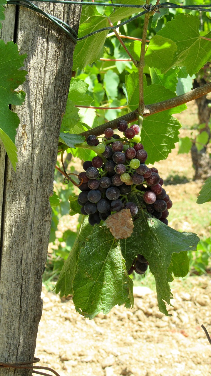 Vynas, Provence, Vynuogė, Vasara, Vynuogių, Į Pietus Nuo Prancūzijos, Luberon, Nemokamos Nuotraukos,  Nemokama Licenzija