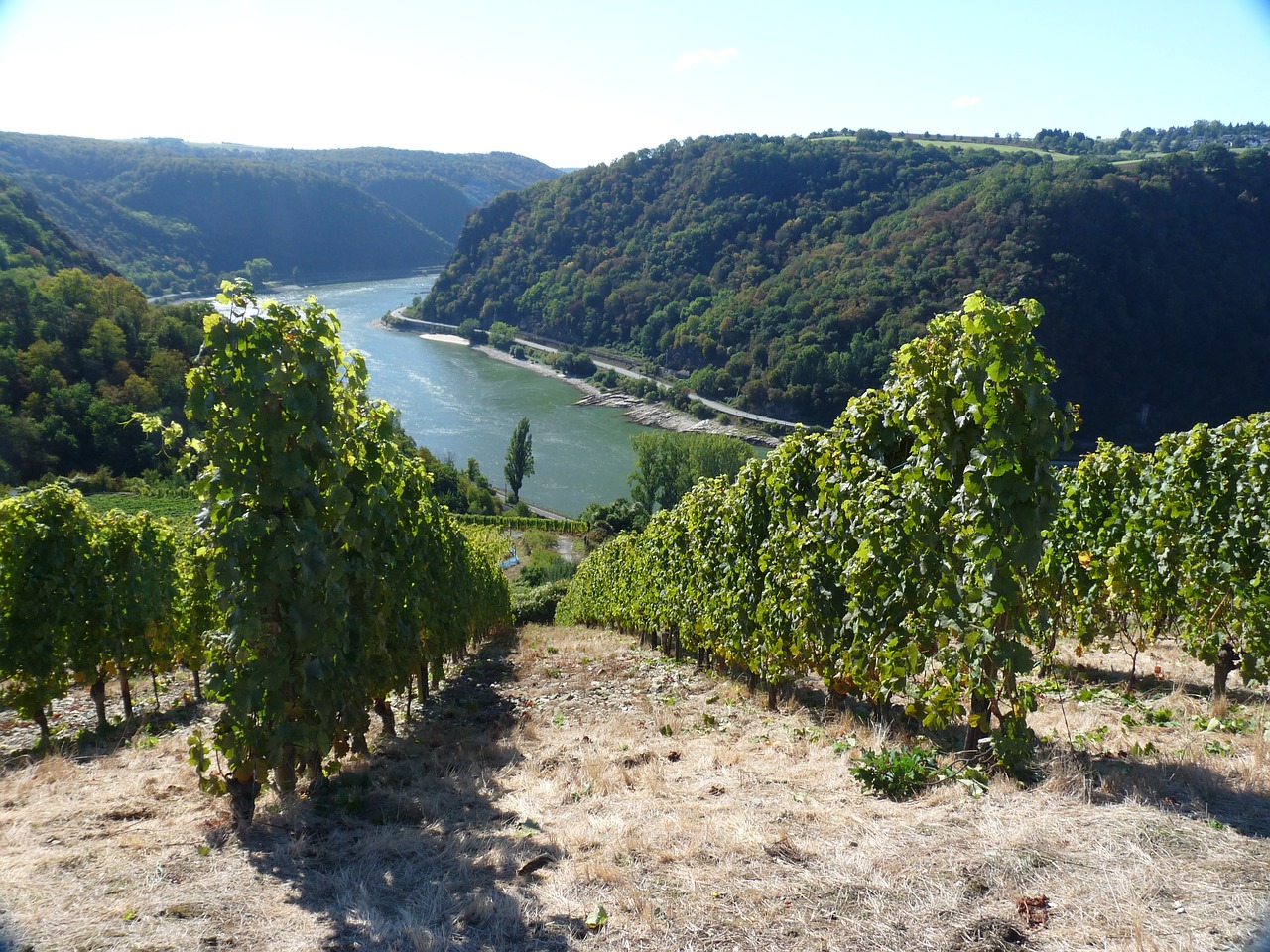 Vynas, Rheingau, Vynuogynas, Kraštovaizdis, Vynuogynai, Nuolydis, Rebstock, Rinas, Gamta, Vynuogių Auginimas