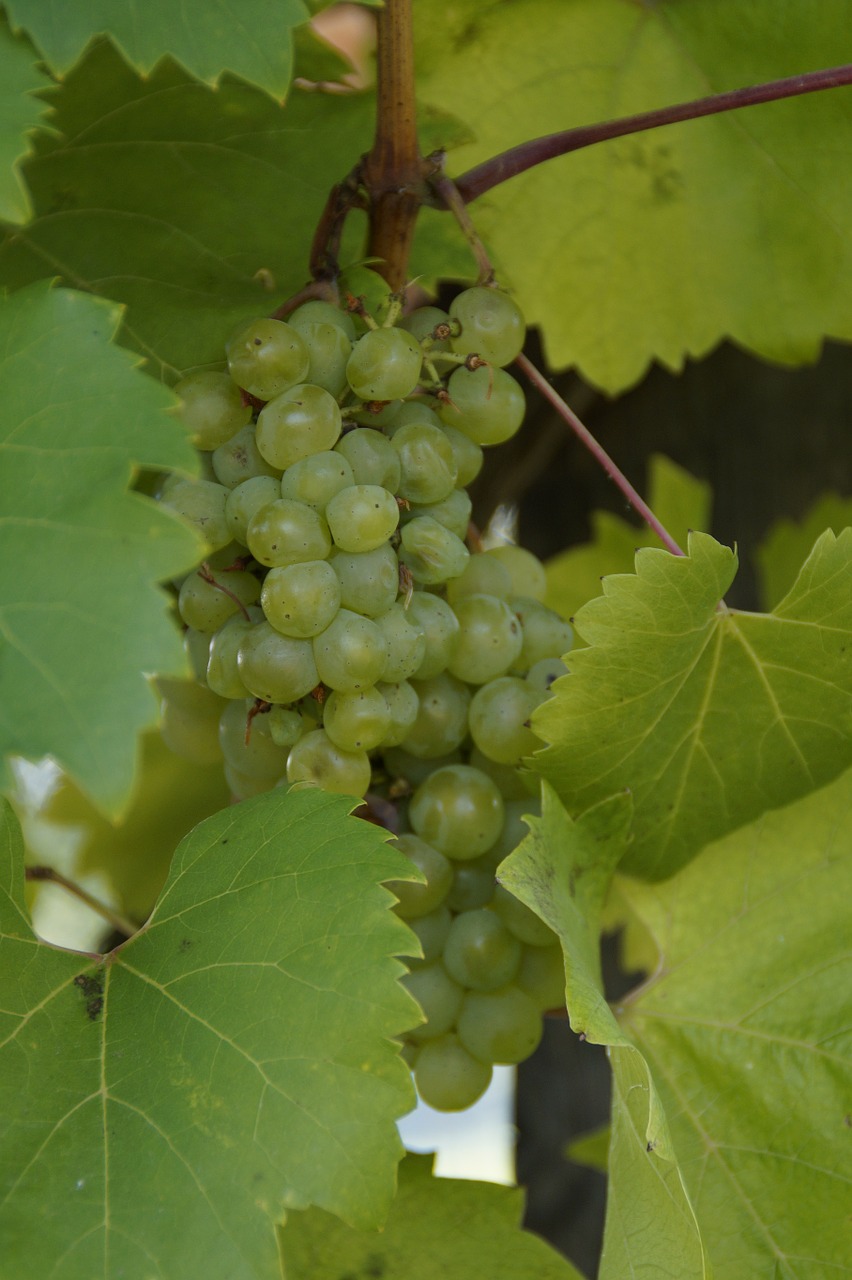 Vynas, Vynuogės, Augalas, Vaisiai, Žalias, Vynuogių Auginimas, Maistas, Naudos Iš, Žaliosios Vynuogės, Vynmedis