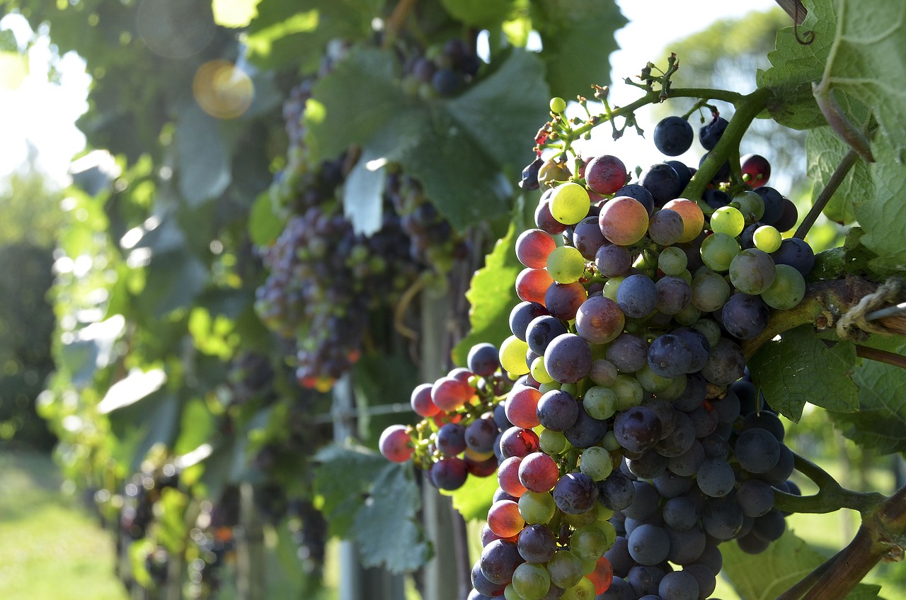 Vynas, Vynuogės, Vynmedis, Vintage, Vaisiai, Augalas, Vynuogių, Raudonos Vynuogės, Mėlynos Vynuogės, Vynuogynas