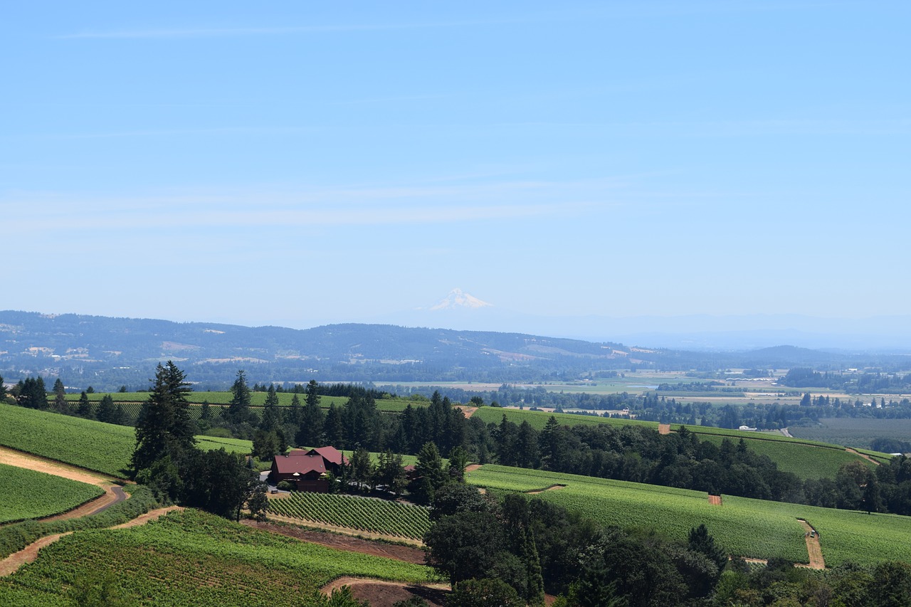 Vynas, Vynuogynas, Kraštovaizdis, Oregonas, Vasara, Dangus, Kaimas, Žemdirbystė, Vaizdingas, Saulėtas