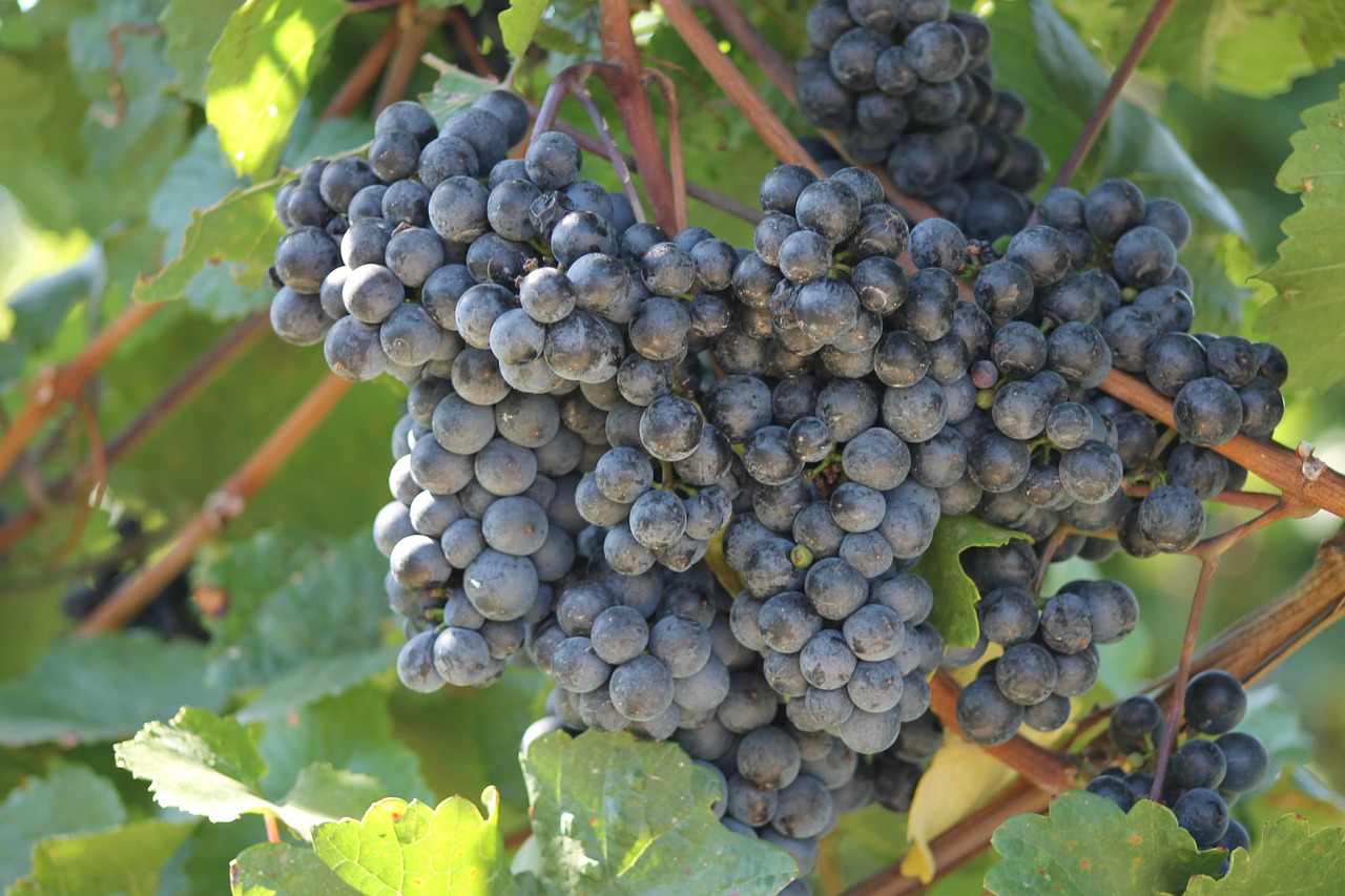 Vynas, Vynuogių, Vynuogių Auginimas, Vynuogės, Vynmedis, Ruduo, Vaisiai, Žemdirbystė, Mannersdorf, Angern