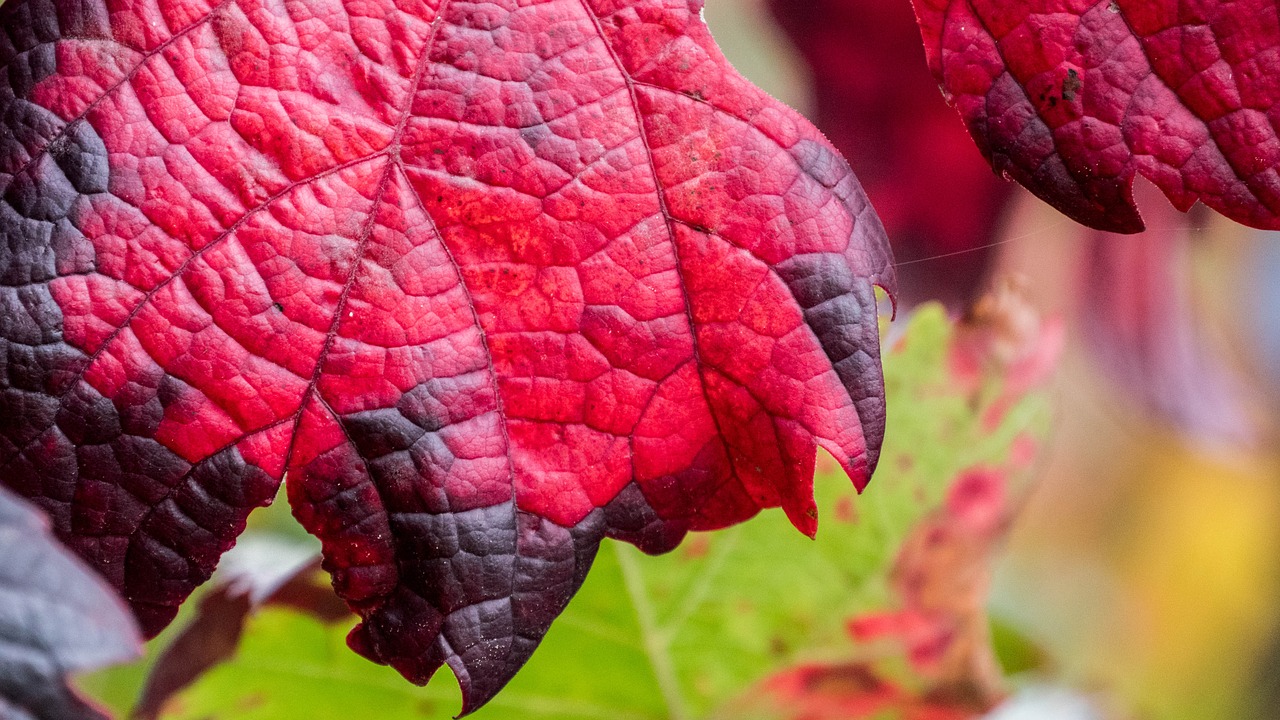 Vynas, Vyno Lapai, Ruduo, Dekoratyvinis, Rudens Spalvos, Vynmedis, Vynuogių Lapai, Lapai, Apdaila, Rebstock