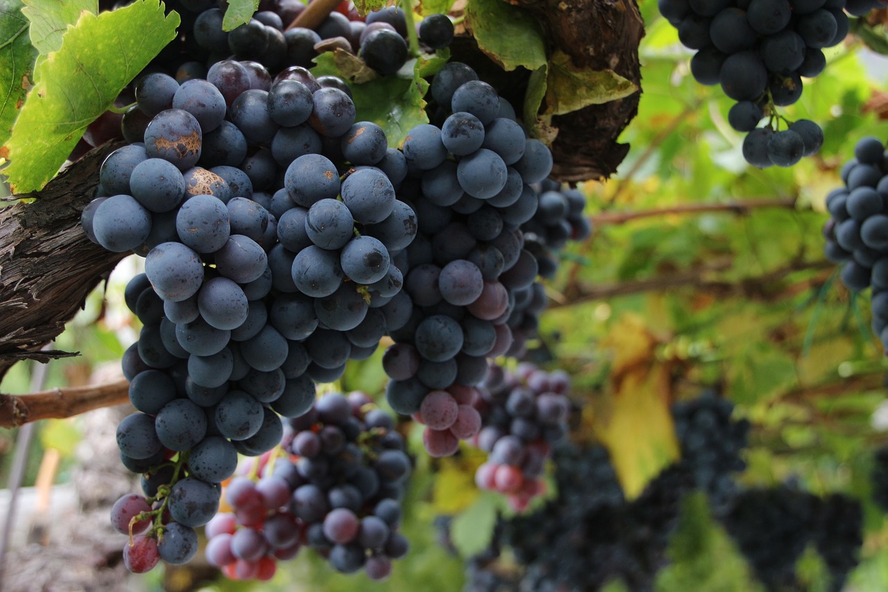 Vyno,  Vynuogės,  Raudonųjų Vynuogių,  Vynuogės Auginamos,  Vaisiai,  Vaisių,  Raudonas Vynas,  Vynmedžių Vynuogynas,  Vynmedžiai Akcijų, Nemokamos Nuotraukos