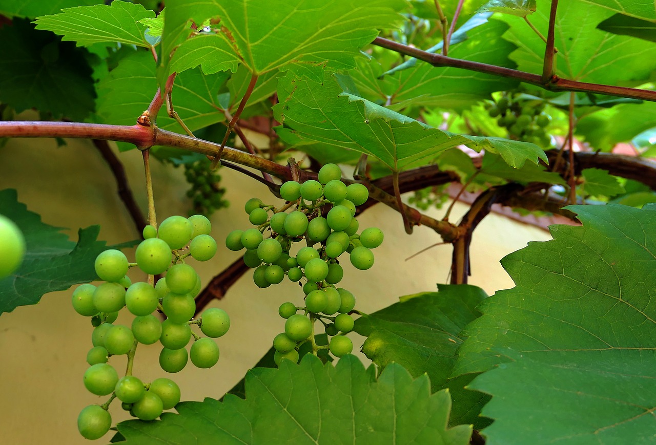 Vyno,  Vynuogės,  Vynmedis,  Vaisių,  Vynuogių,  Maisto,  Sveiki,  Vynuogės Auginamos,  Vyninė,  Žalia Augalų