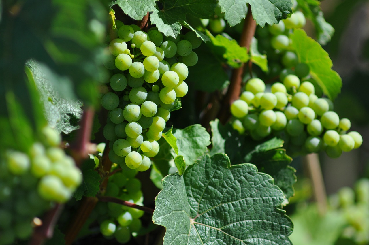Vynas, Vynuogių, Vynuogės, Lapai, Vynuogių Auginimas, Žalias, Augalas, Plantacija, Vaisiai, Žaliosios Vynuogės