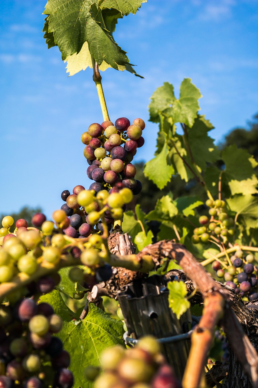 Vynas, Vynuogės, Nesubrendusio, Pinot Noir, Vaisiai, Vynmedis, Auginimas, Vynuogių Auginimas, Vynuogynas, Vynuogių