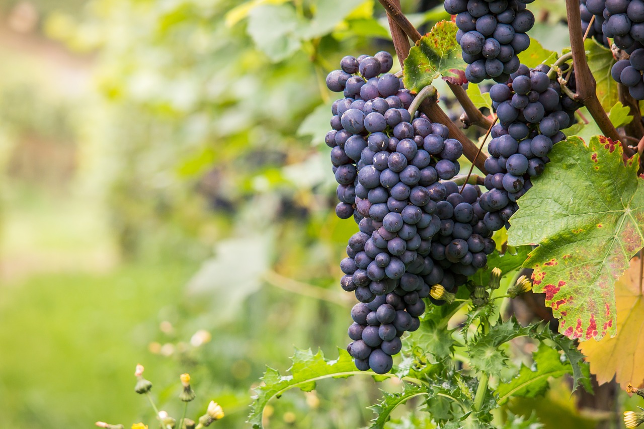 Vynas, Vynuogės, Pinot Noir, Vynmedis, Lapai, Ruduo, Žalias, Raudona, Aukso Ruduo, Vyno Lapai