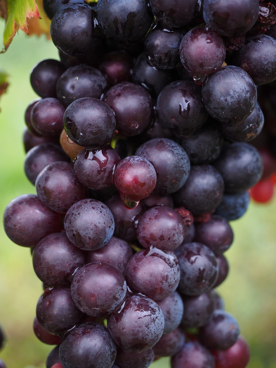 Vyno Uogos, Vynuogės, Uogos, Mėlynas, Ankštiniai, Vynuogynai, Vitis, Vaisiai, Vynuogių Auginimas, Plantacija