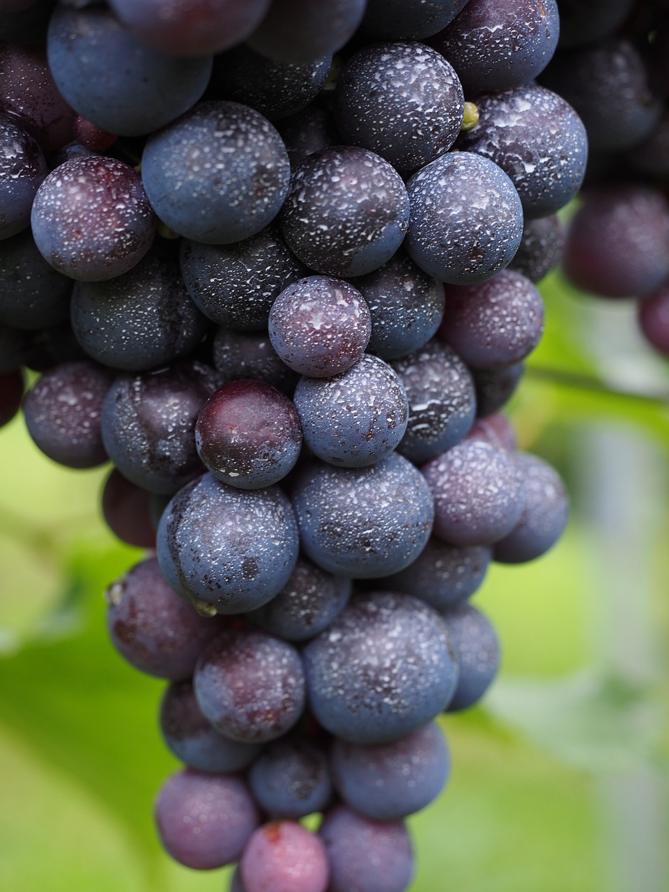 Vyno Uogos, Užkrėstas, Purkšti, Pesticidiniai, Toksiškas, Augalų Apsaugos Produktai, Vynuogės, Uogos, Mėlynas, Ankštiniai